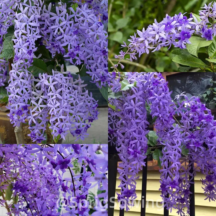 Last Day Sale - 60% OFF💐 Sandpaper Vine Seeds - Queen's Wreath(98% Germination)