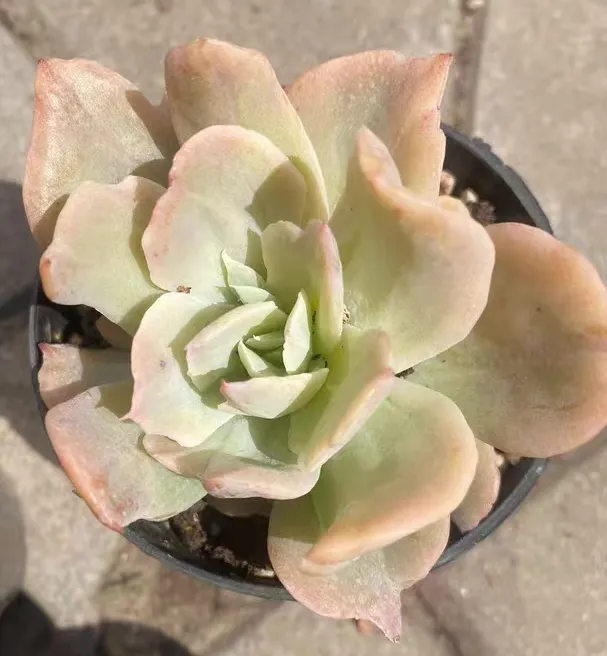 plant Aeonium Echeveria Haworthia  Caudex  Lithops Cactus  Agave 