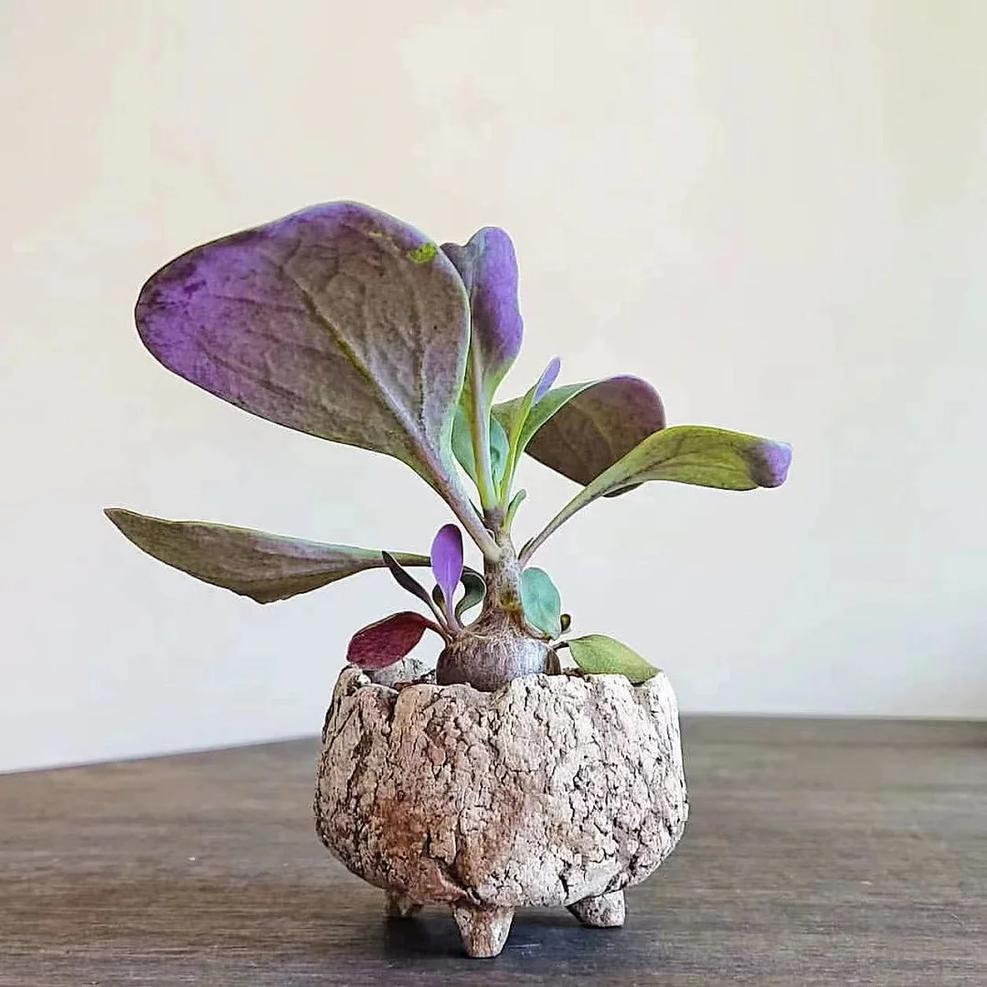 plant Aeonium Echeveria Haworthia  Caudex  Lithops Cactus  Agave 