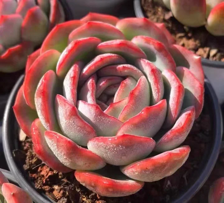 465.Echeveria Queen Sasha. Single head 7-9cm/ Echeveria / Succulent plants / Garden landscape / Carefully select healthy plants