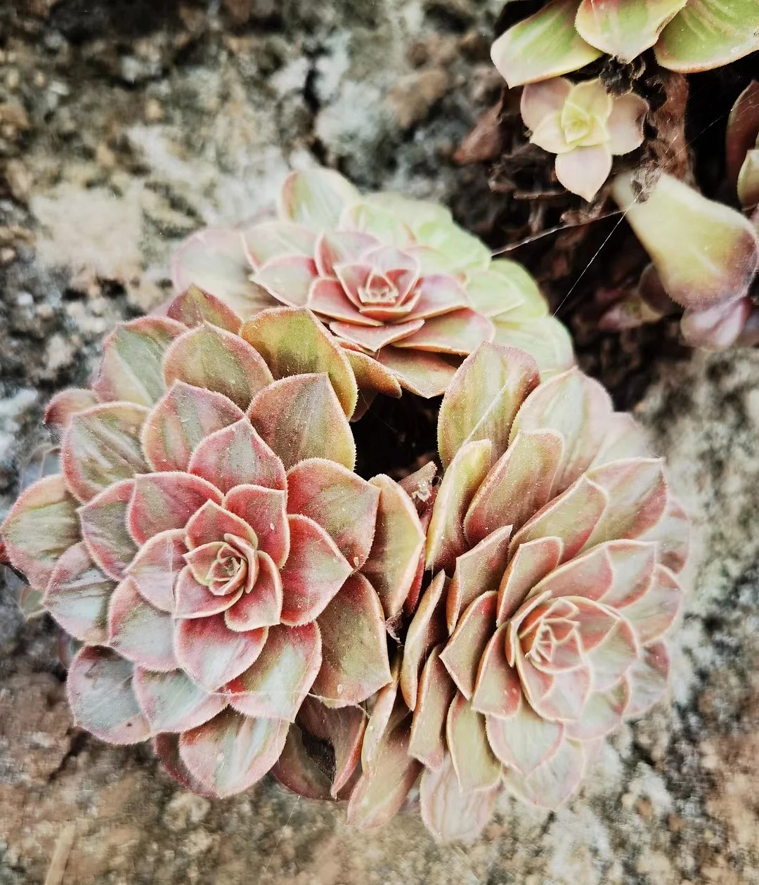 plant Aeonium Echeveria Haworthia  Caudex  Lithops Cactus  Agave 