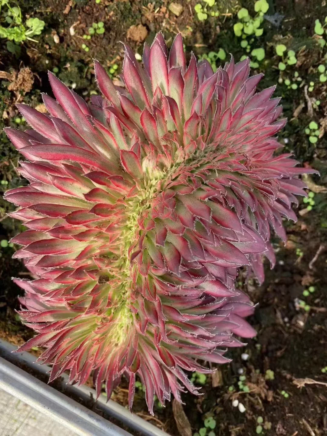 plant Aeonium Echeveria Haworthia  Caudex  Lithops Cactus  Agave 