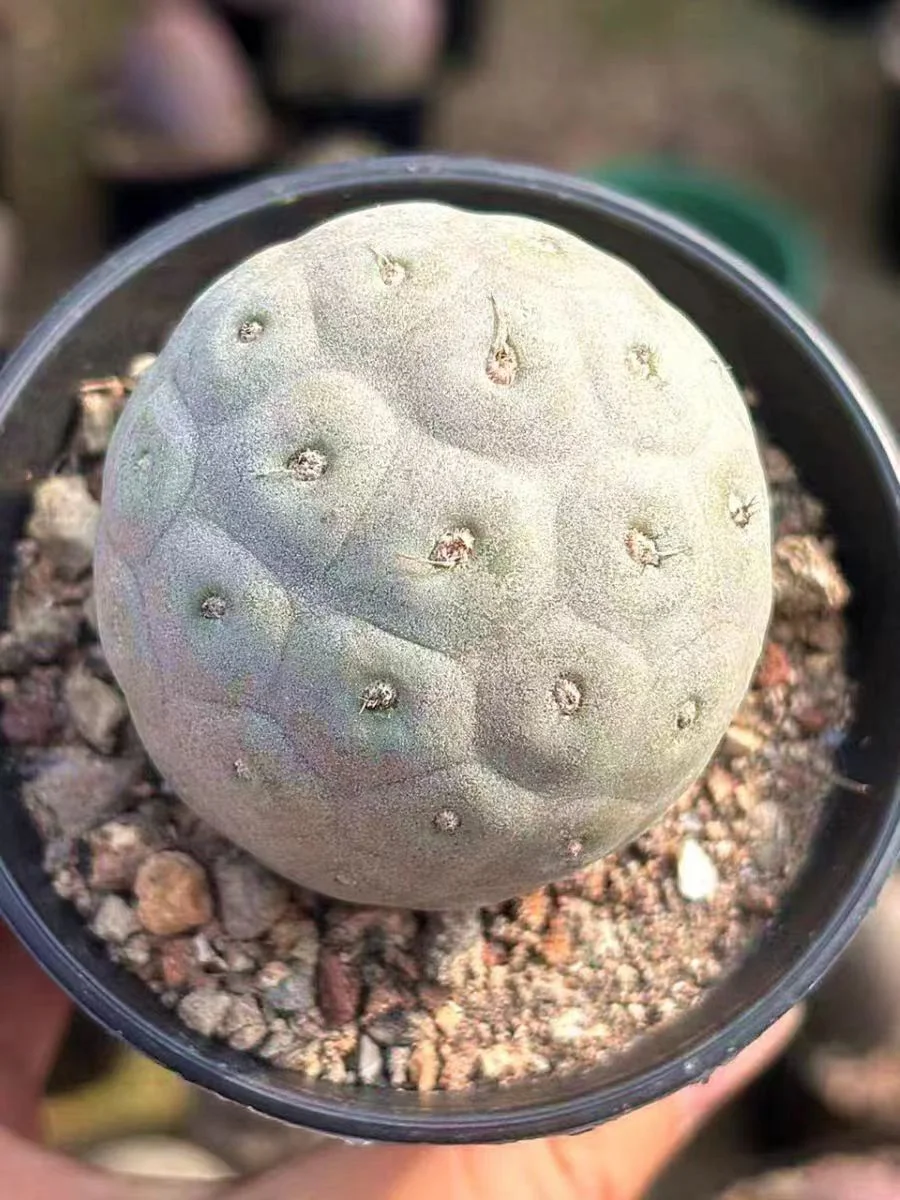 plant Aeonium Echeveria Haworthia  Caudex  Lithops Cactus  Agave 