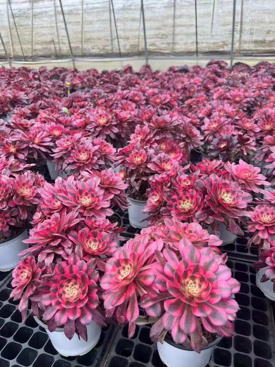 plant Aeonium Echeveria Haworthia  Caudex  Lithops Cactus  Agave 