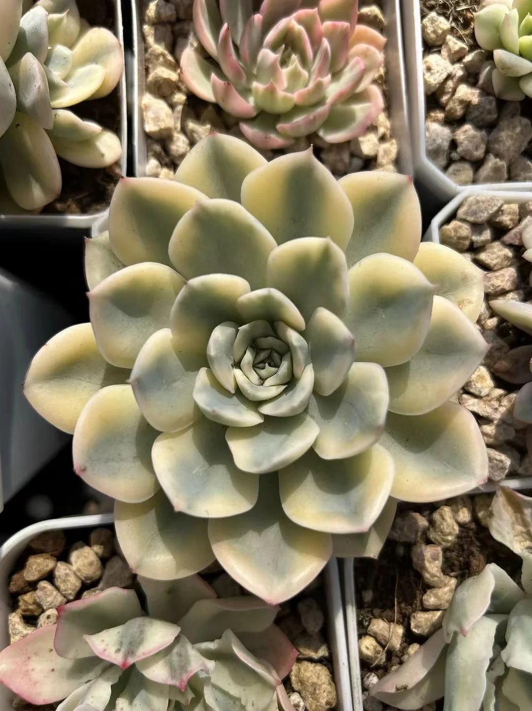 plant Aeonium Echeveria Haworthia  Caudex  Lithops Cactus  Agave 