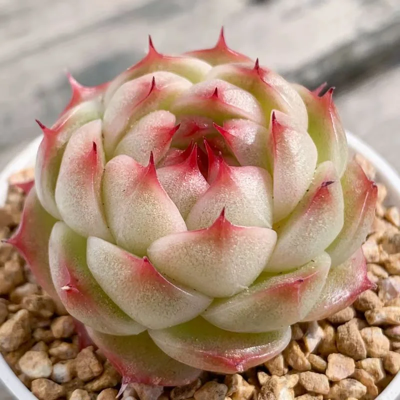 plant Aeonium Echeveria Haworthia  Caudex  Lithops Cactus  Agave 