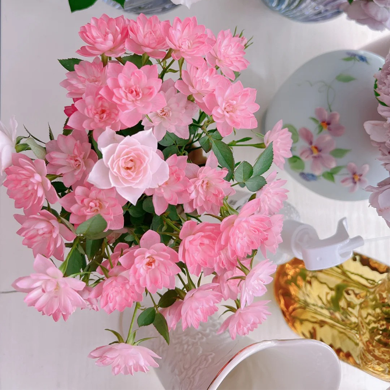 ⭐Perennial Rose Miniature 'Stars'💐