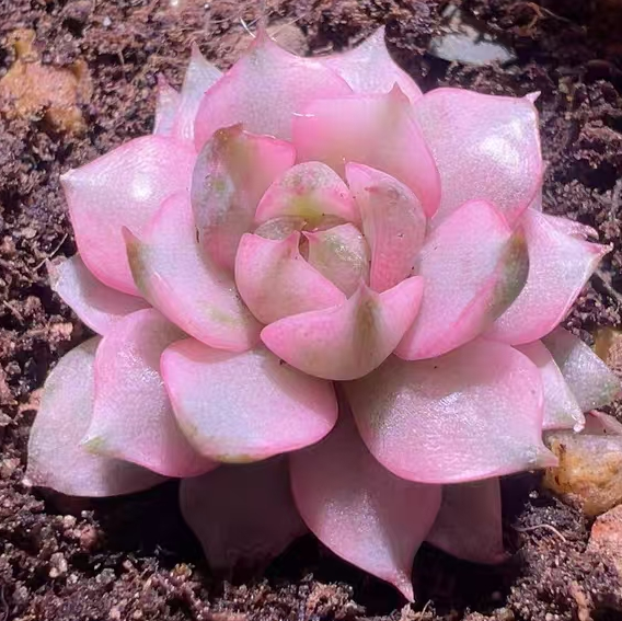 plant Aeonium Echeveria Haworthia  Caudex  Lithops Cactus  Agave 