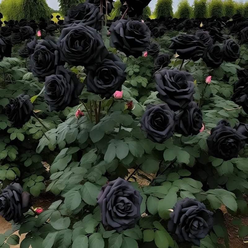 Black Rose of Ecuador - Black Knight