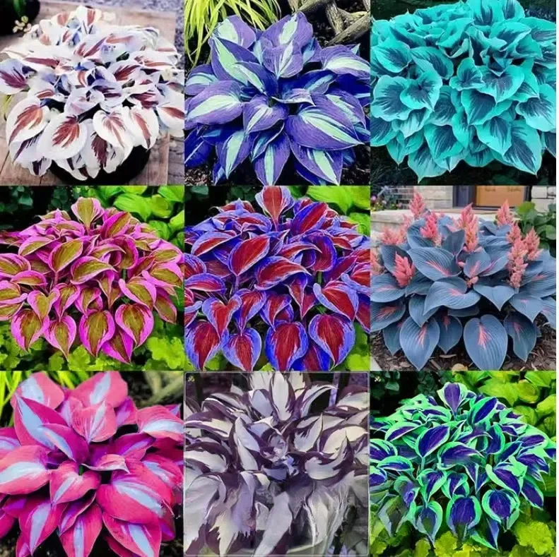 Premium Hosta Seeds for Lush Shade Gardens