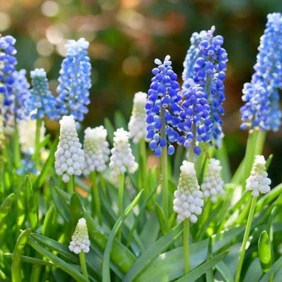 🌼Grape Hyacinth Bulbs