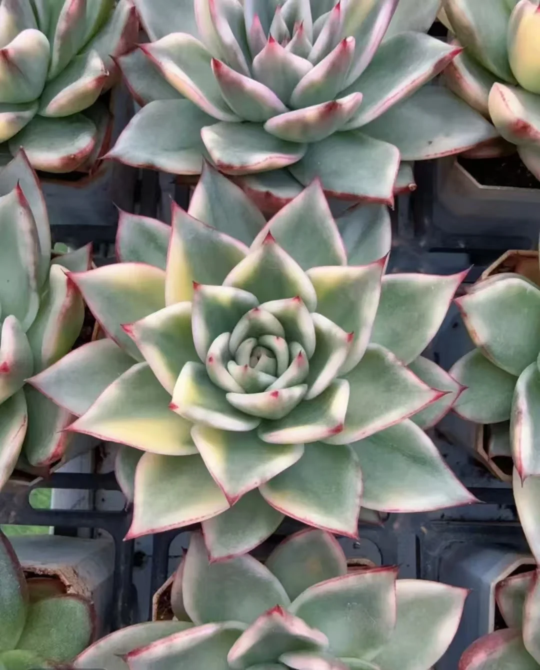 plant Aeonium Echeveria Haworthia  Caudex  Lithops Cactus  Agave 