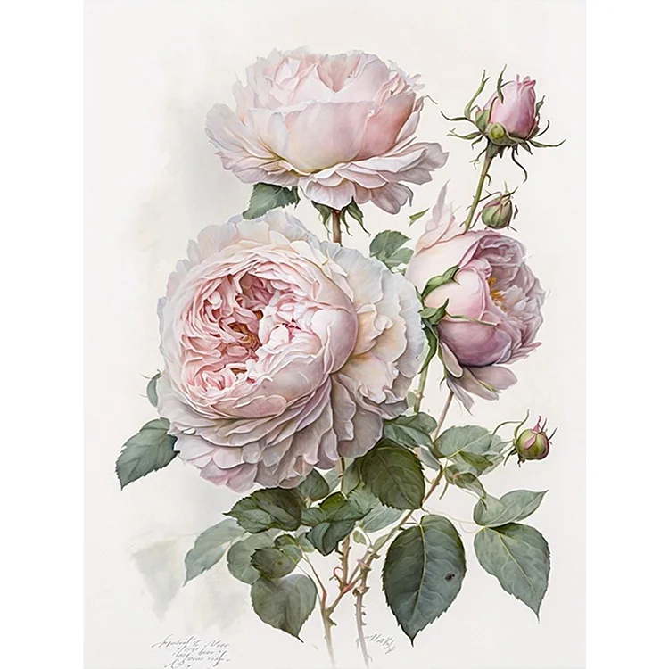 Rosebud - Paint By Numbers(30*40cm)
