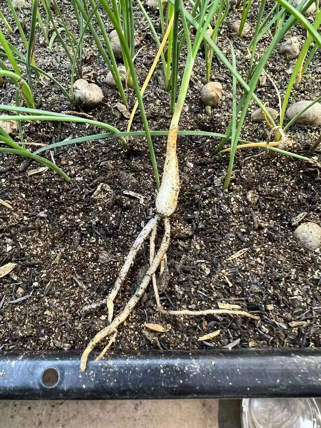 plant Aeonium Echeveria Haworthia  Caudex  Lithops Cactus  Agave 