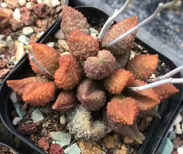 plant Aeonium Echeveria Haworthia  Caudex  Lithops Cactus  Agave 