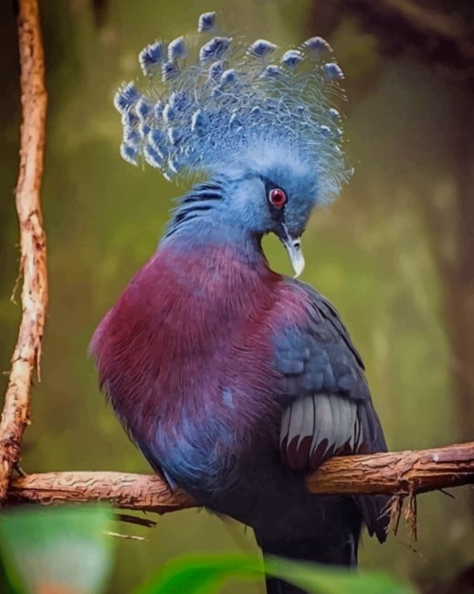 

Victoria Crowned Pigeon – Paint By Numbers - 40*50CM, 501 Original