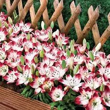 Amazon.com : ZXHKZDX Decorative Garden Fence，Expanding