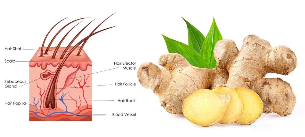 GerminalOil Ginger Hair Regrowth Serum