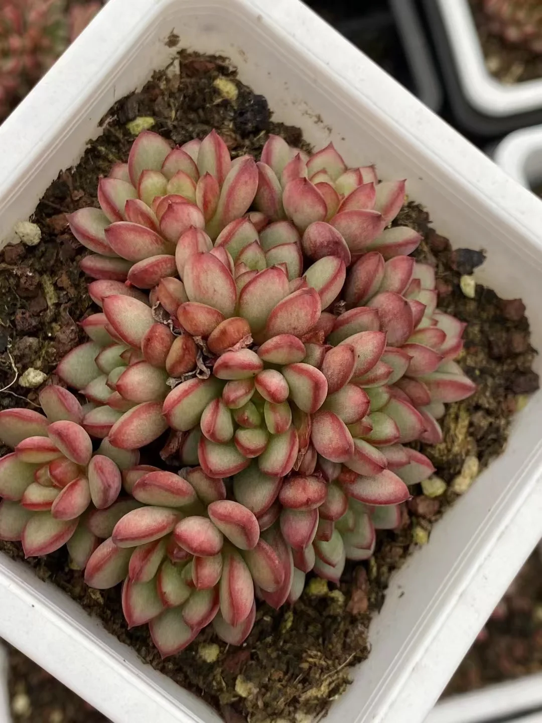 plant Aeonium Echeveria Haworthia  Caudex  Lithops Cactus  Agave 