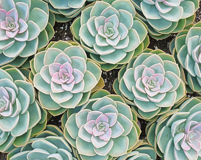 

Beautiful Succulents – Paint By Numbers - 40*50CM, 501 Original