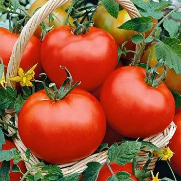 🔥Last Day Promotion 48% OFF-🍅-Hair Pink Tomato Seeds- 98% Germination