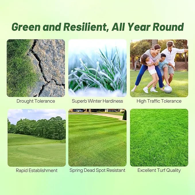 Yukon Bermuda Grass Seed