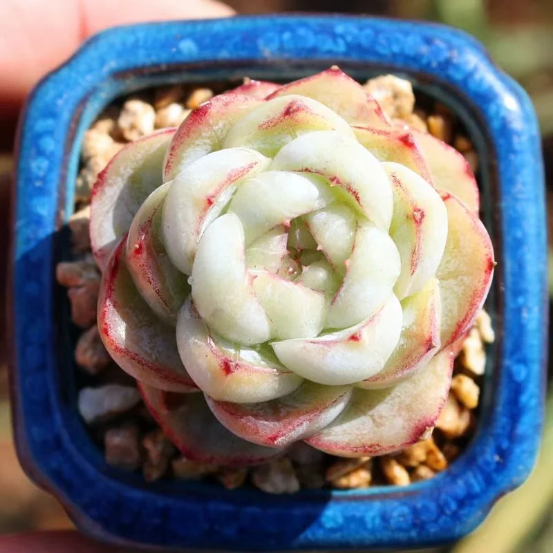 plant Aeonium Echeveria Haworthia  Caudex  Lithops Cactus  Agave 