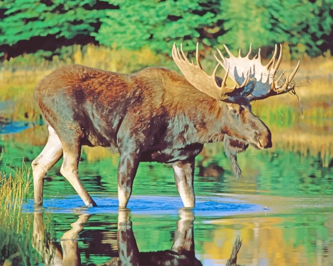 

Bull Moose Water – Paint By Numbers - 40*50CM, 501 Original