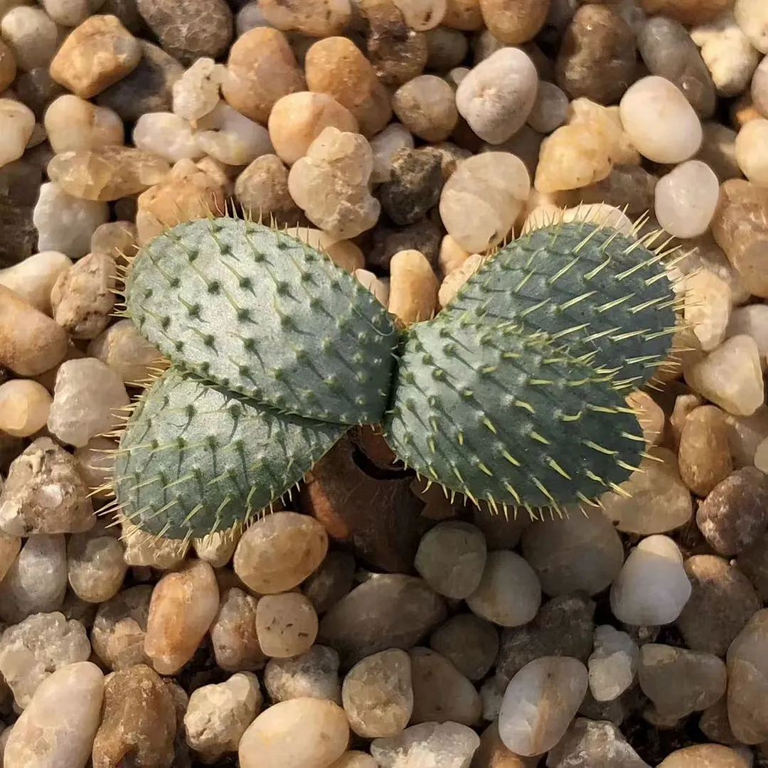 plant Aeonium Echeveria Haworthia  Caudex  Lithops Cactus  Agave 