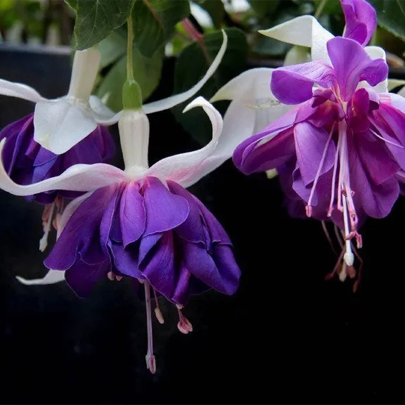 Hanging Bell Begonia Flower Seeds-Various colors available