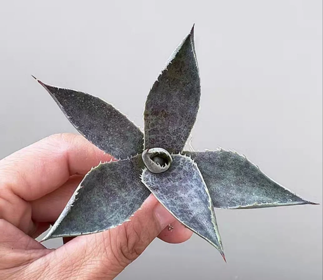 plant Aeonium Echeveria Haworthia  Caudex  Lithops Cactus  Agave 