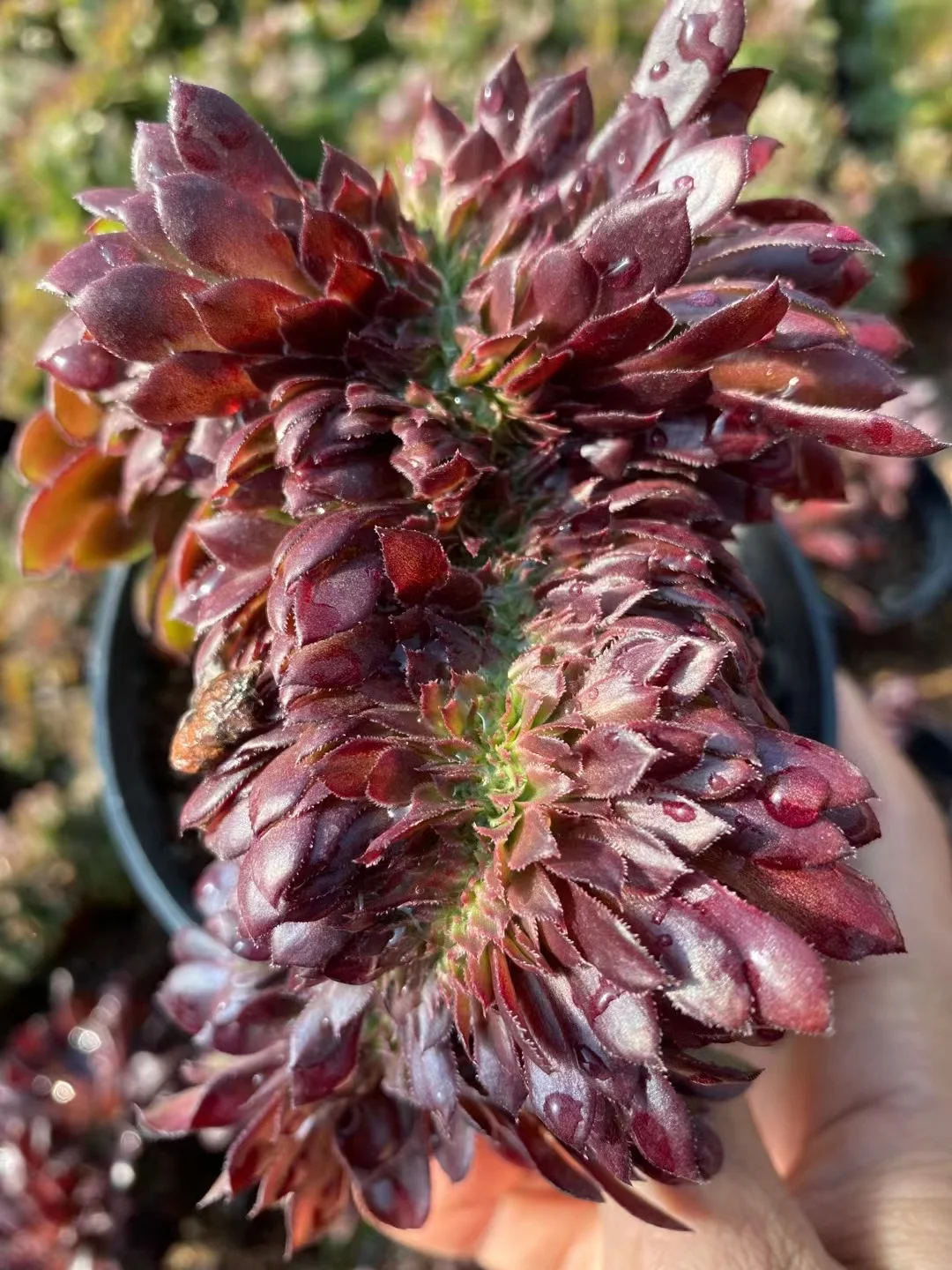 plant Aeonium Echeveria Haworthia  Caudex  Lithops Cactus  Agave 