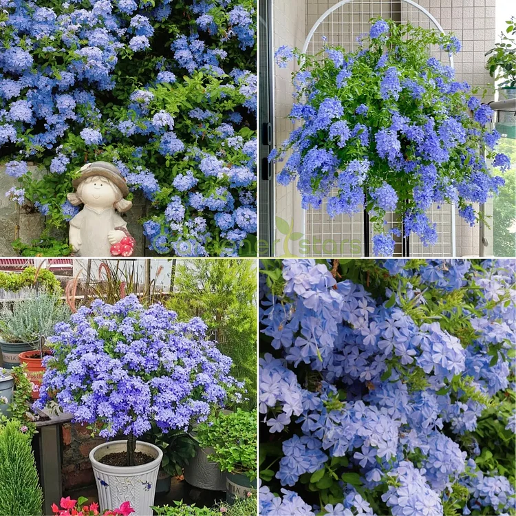 Blue Snowflake Seeds Sky Flower