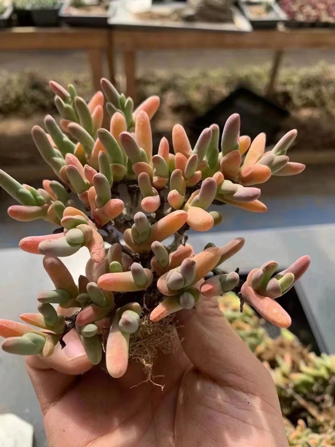 plant Aeonium Echeveria Haworthia  Caudex  Lithops Cactus  Agave 