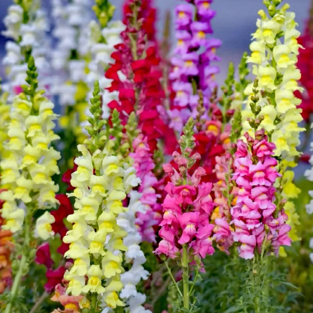 💐Mixed Color Double-Petaled Snapdragon Seeds