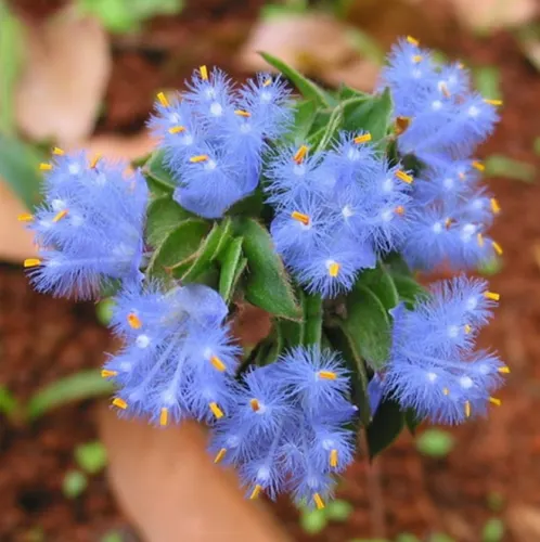 Cyanotis-Purple Blue Perennial Plants Flowers