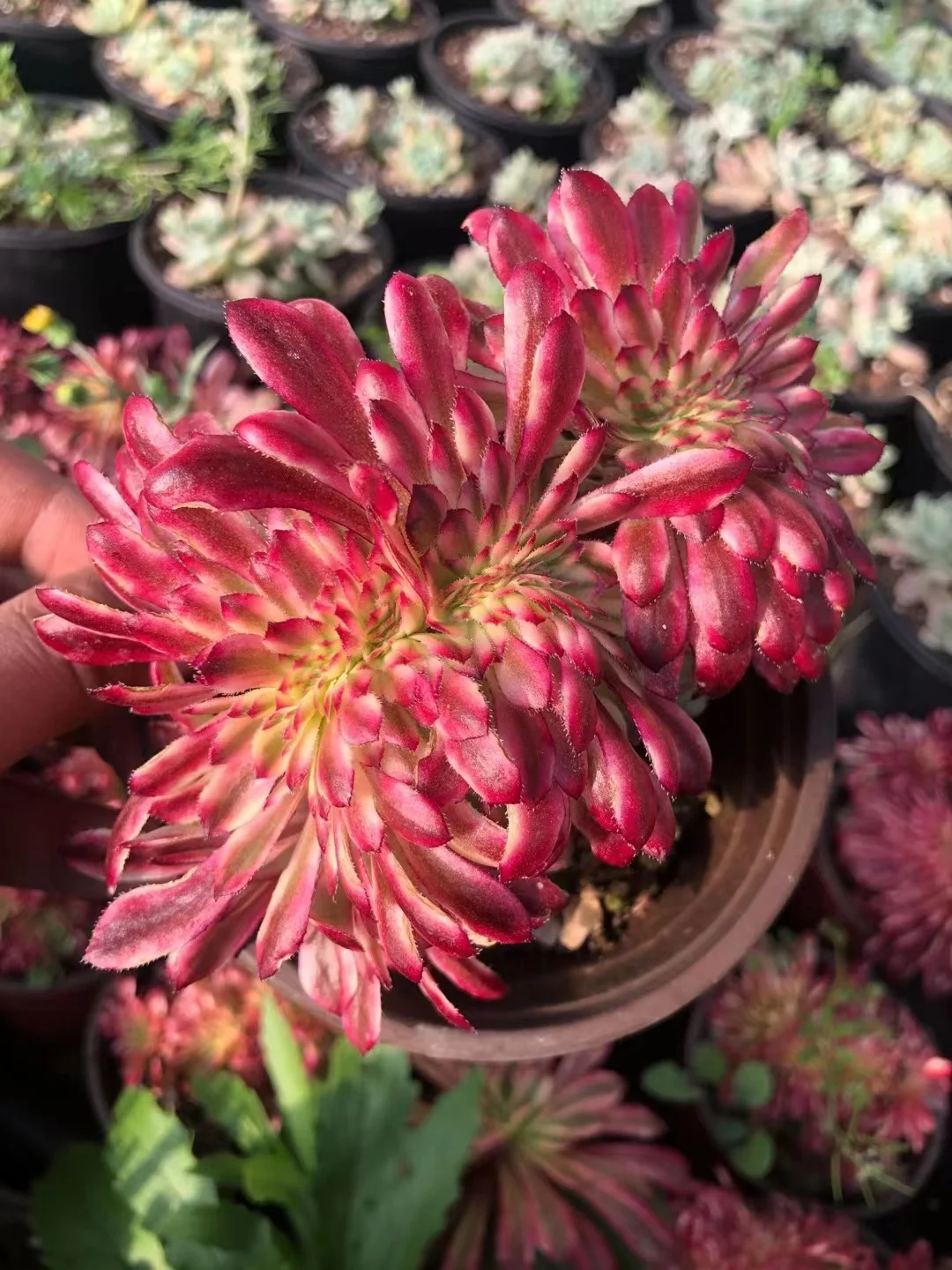 plant Aeonium Echeveria Haworthia  Caudex  Lithops Cactus  Agave 