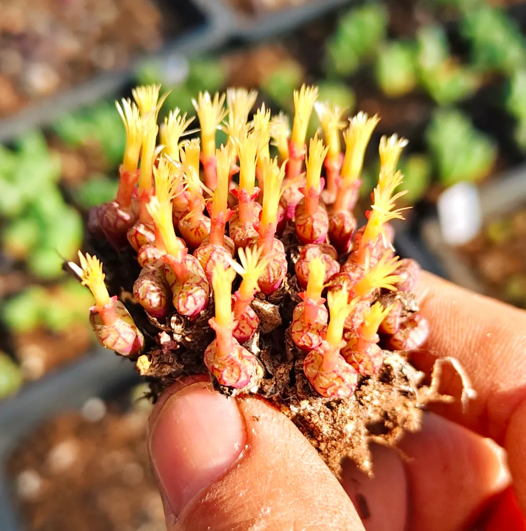 plant Aeonium Echeveria Haworthia  Caudex  Lithops Cactus  Agave 