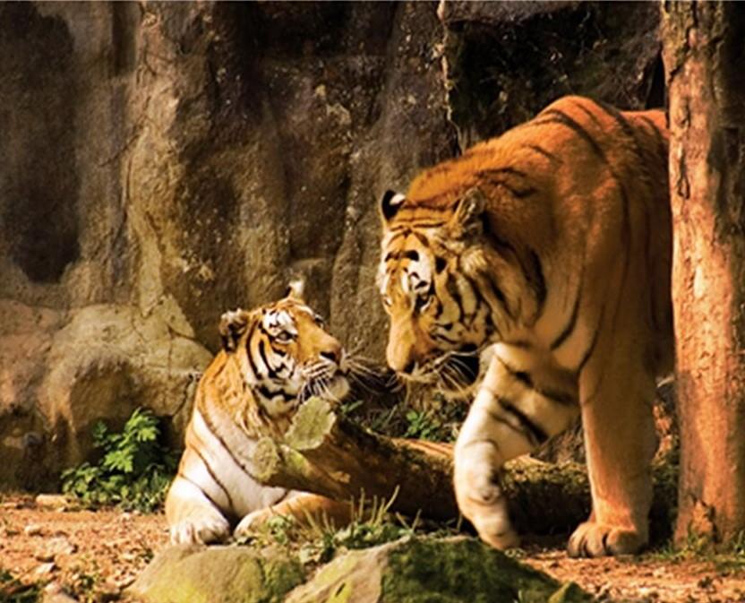 

Tiger Couple – Paint By Numbers - 40*50CM, 501 Original