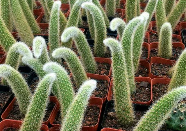 Nine-Tailed Fox Succulent