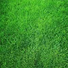 🌱 Evergreen dwarf grass seed for four seasons | Create your perfect lawn here