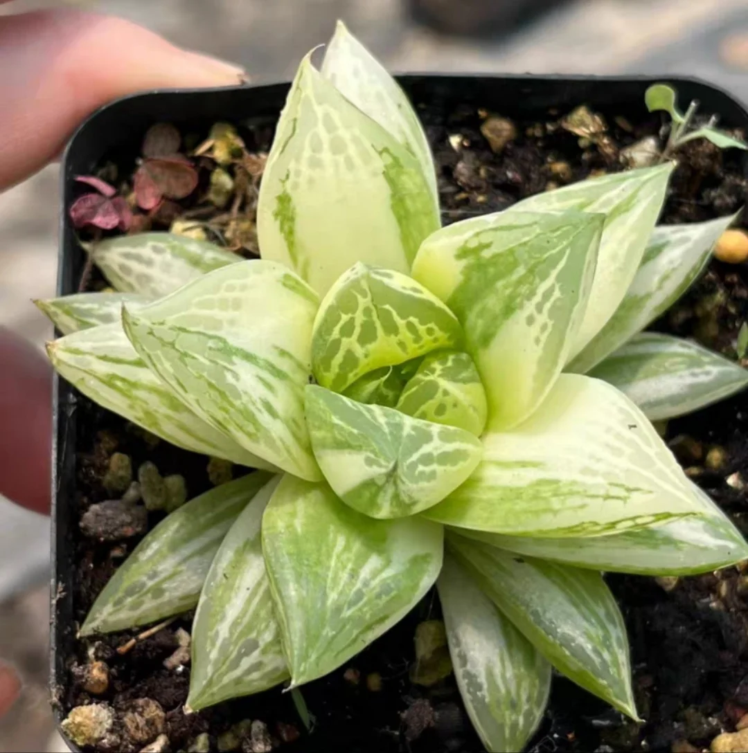 plant Aeonium Echeveria Haworthia  Caudex  Lithops Cactus  Agave 