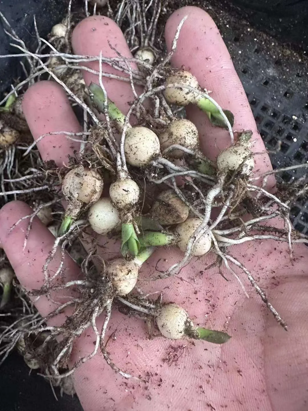 plant Aeonium Echeveria Haworthia  Caudex  Lithops Cactus  Agave 