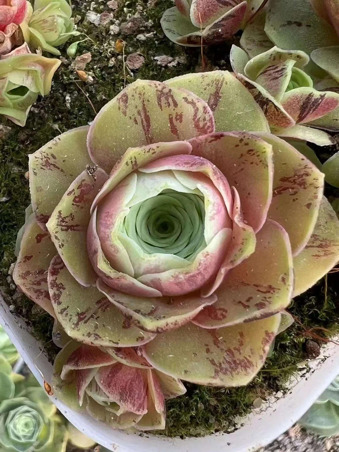 plant Aeonium Echeveria Haworthia  Caudex  Lithops Cactus  Agave 