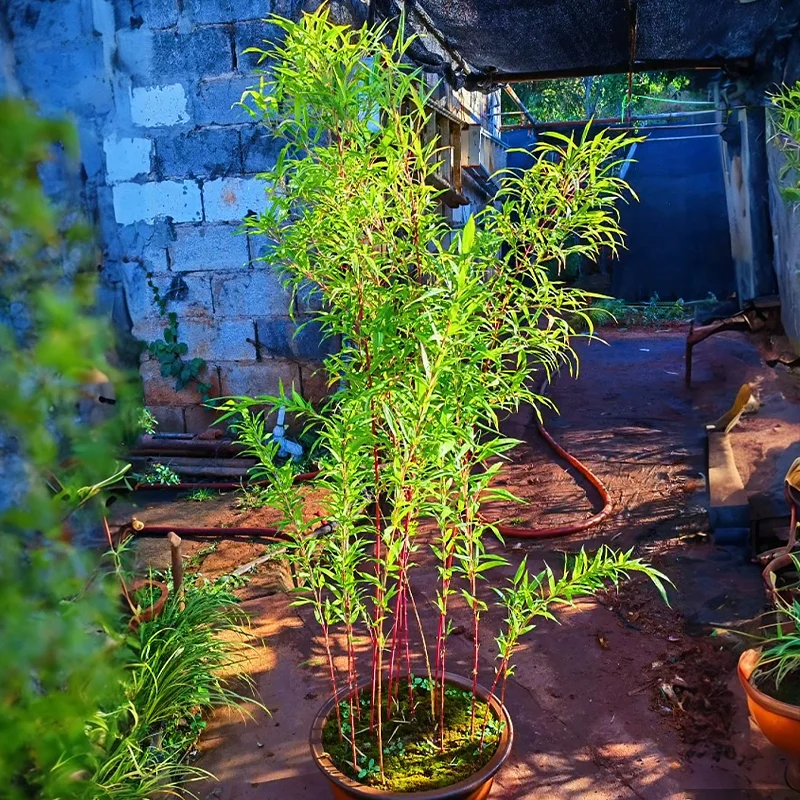 Rare Purple Cold Bamboo