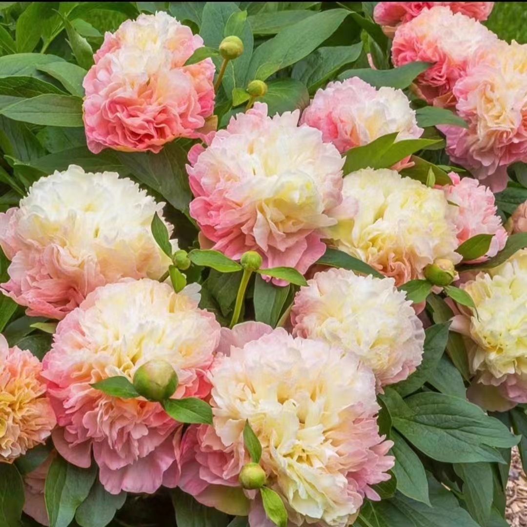 Colorful Peony Flower-Over 7 Colors