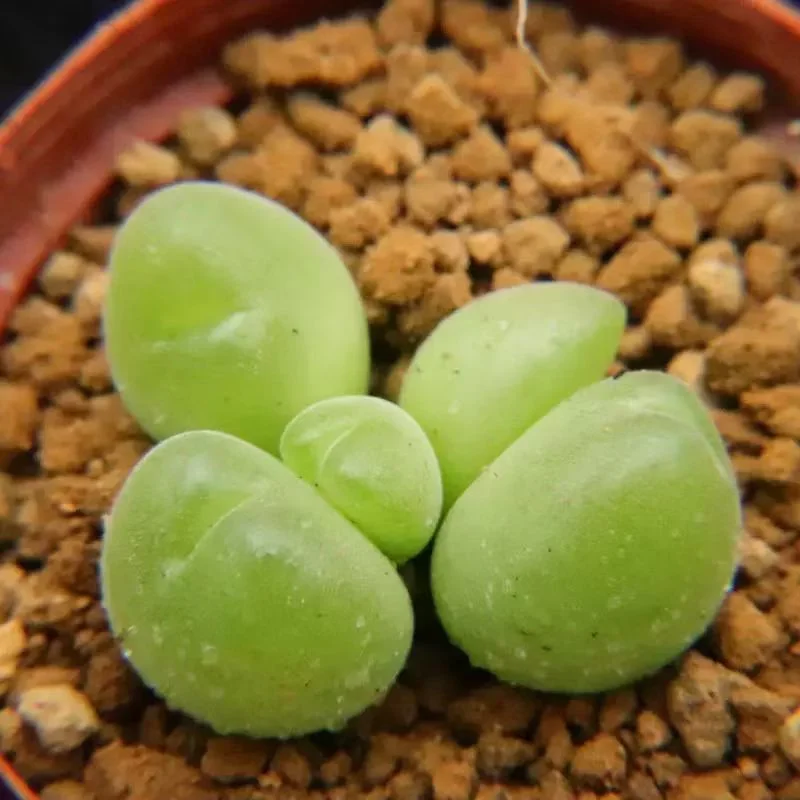 plant Aeonium Echeveria Haworthia  Caudex  Lithops Cactus  Agave 