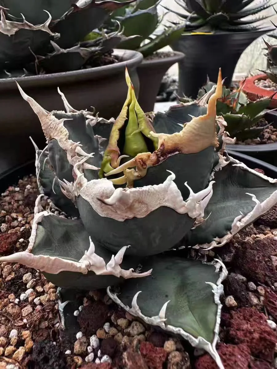 994.Agave  Titanota   Werewolf 6cm/Agave plants/ Succulent plants / Garden landscape / Carefully select healthy plants