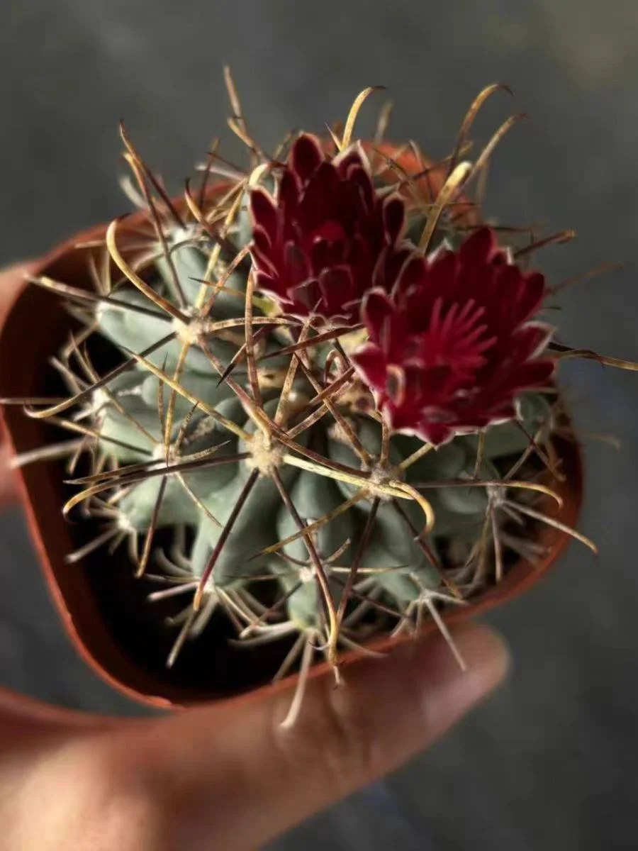 plant Aeonium Echeveria Haworthia  Caudex  Lithops Cactus  Agave 