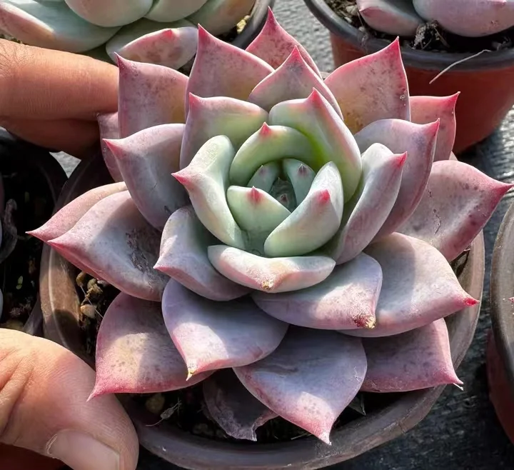 plant Aeonium Echeveria Haworthia  Caudex  Lithops Cactus  Agave 